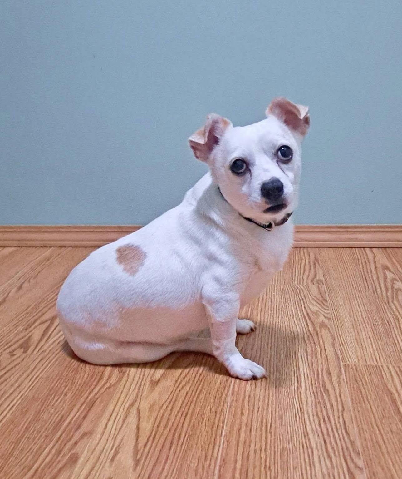 Enlarge Casper, a Adoptable Mixed Breed in Fairmont, WV image 2/3