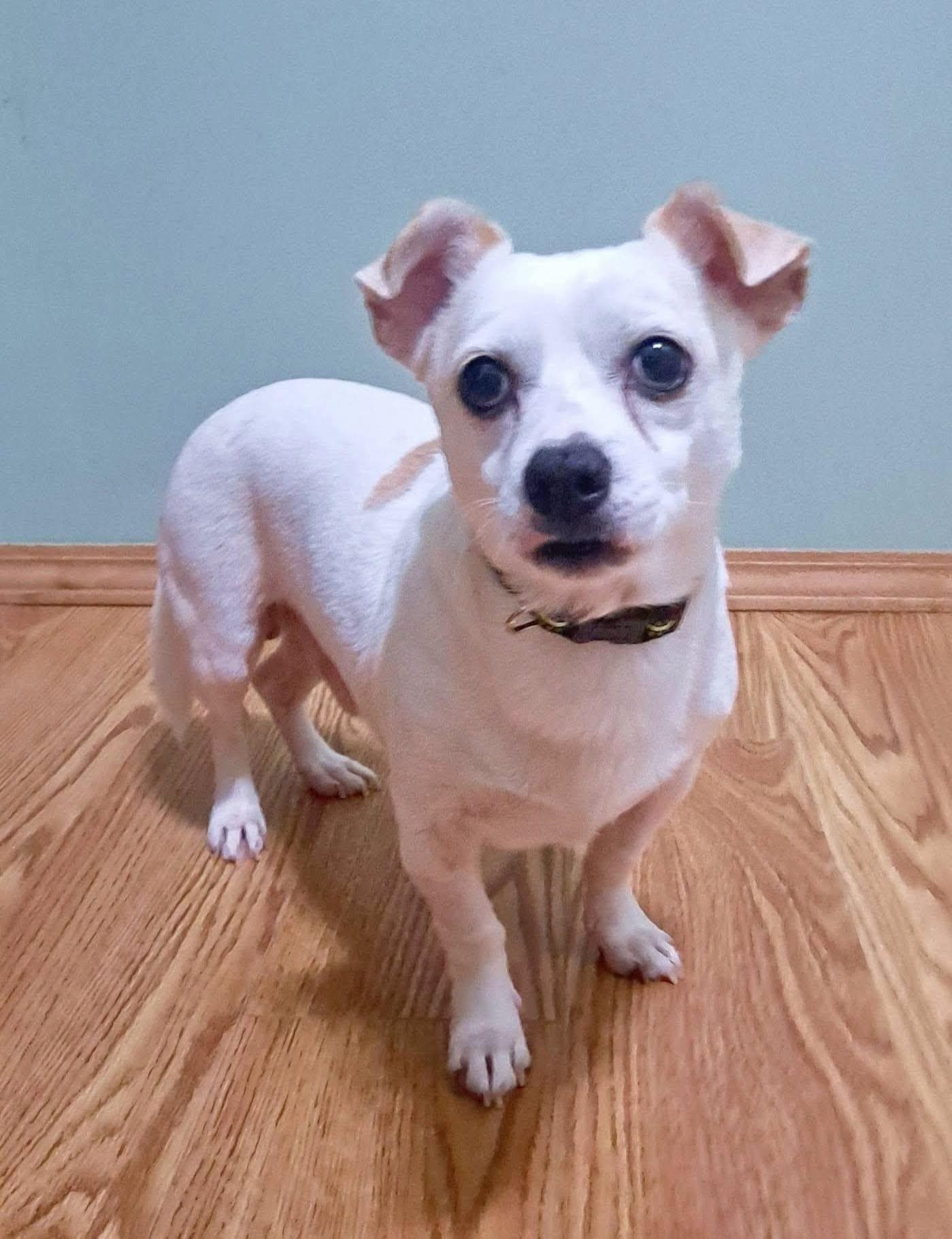 Enlarge Casper, a Adoptable Mixed Breed in Fairmont, WV image 3/3