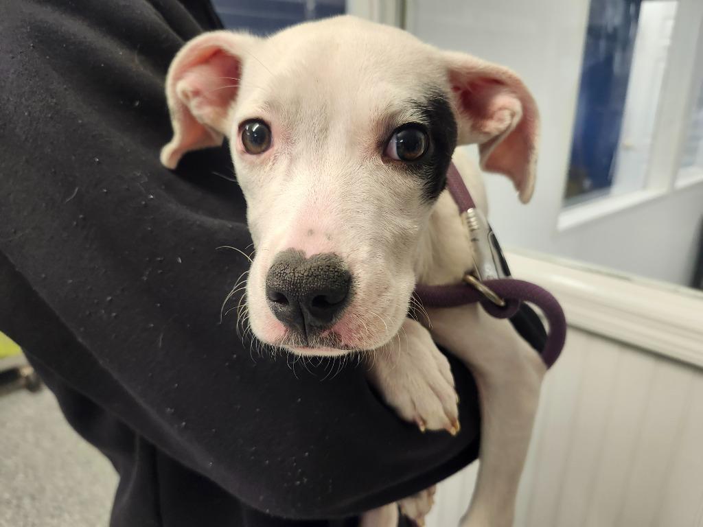 HOUSTON - STRAY HOLD UNTIL 2/24/2026, a Adoptable Pit Bull Terrier in Athens, AL image 1/2