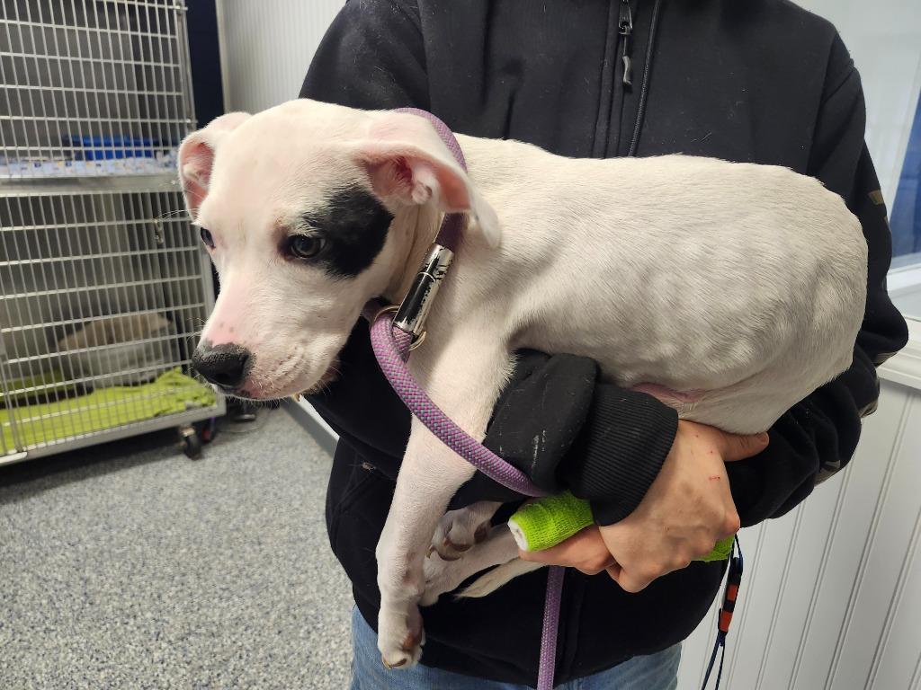 HOUSTON - STRAY HOLD UNTIL 2/24/2026, a Adoptable Pit Bull Terrier in Athens, AL image 2/2