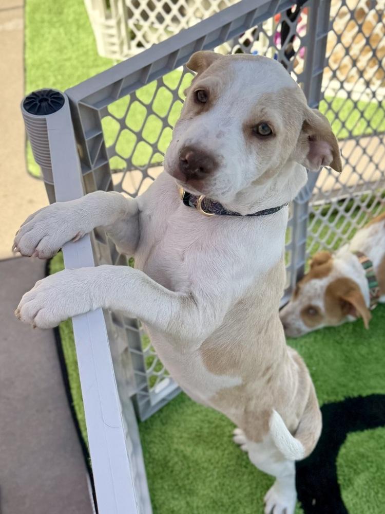 Enlarge Swan, a ADOPTABLE Chihuahua in TUCSON, AZ image 4/5