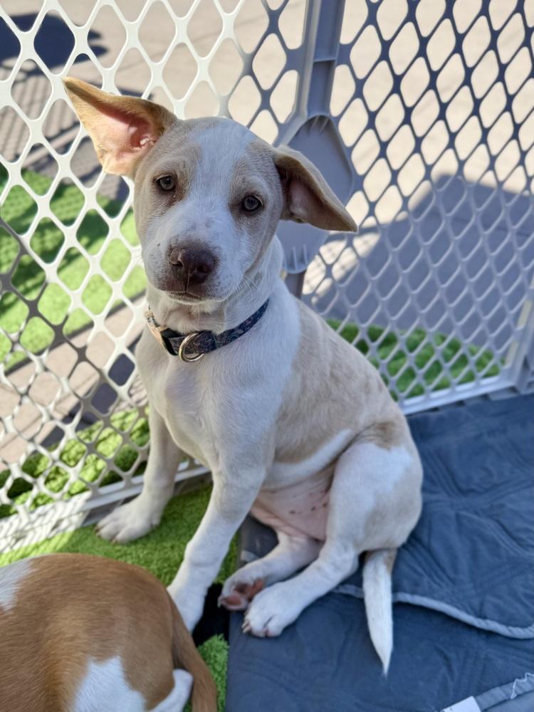 Enlarge Swan, a ADOPTABLE Chihuahua in TUCSON, AZ image 2/5