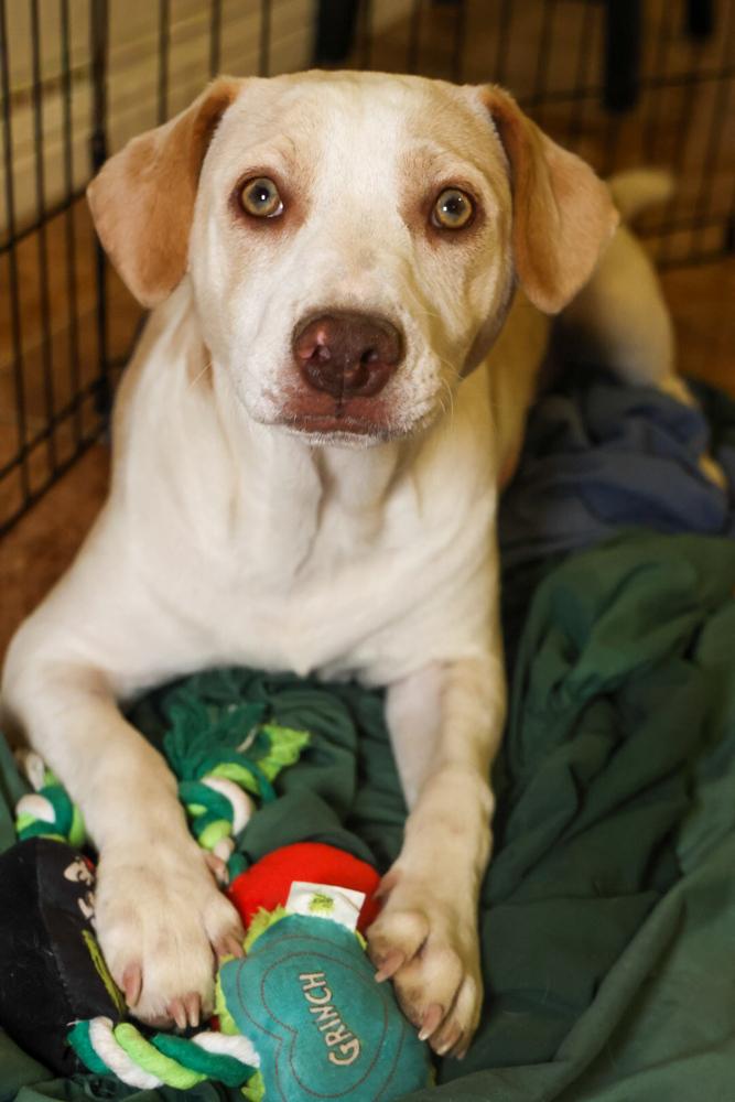 Enlarge Swan, a ADOPTABLE Chihuahua in TUCSON, AZ image 5/5