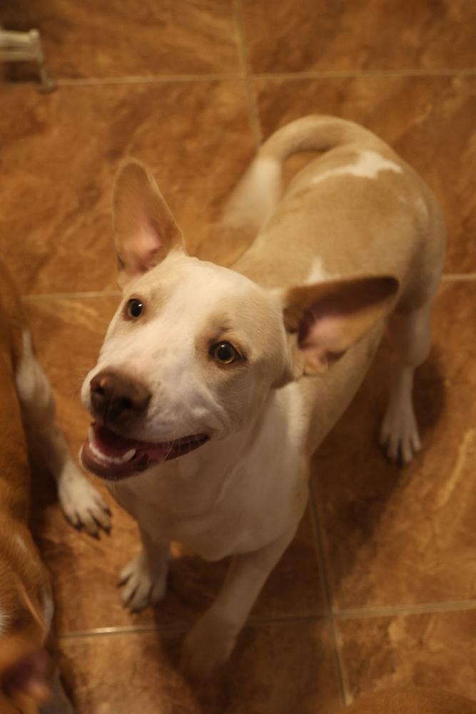 Enlarge Swan, a ADOPTABLE Chihuahua in TUCSON, AZ image 3/5