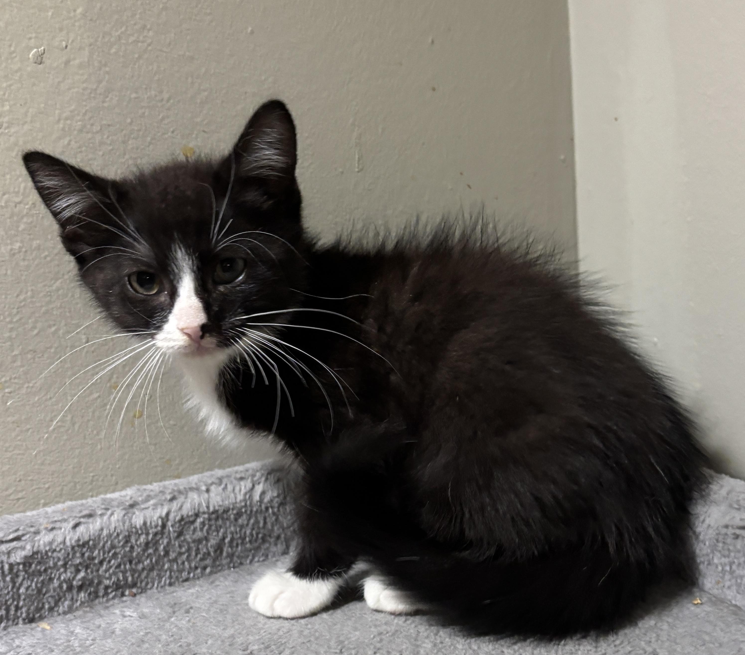 Duke, a Adoptable Domestic Short Hair in East Hanover, NJ image 2/2