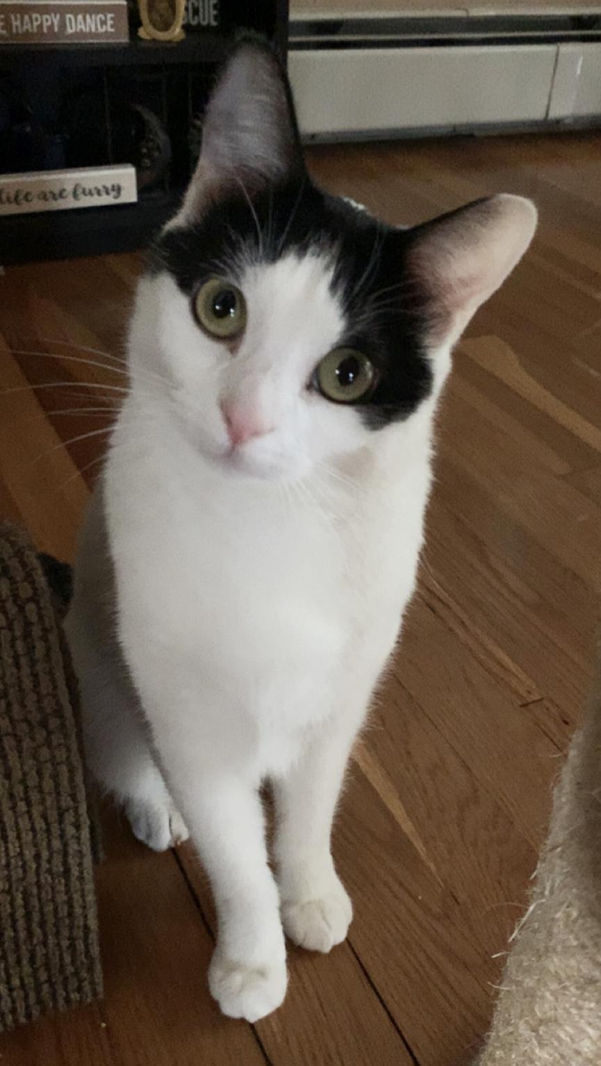 Enlarge Skye, a ADOPTABLE Domestic Short Hair in Salem, NH image 1/1