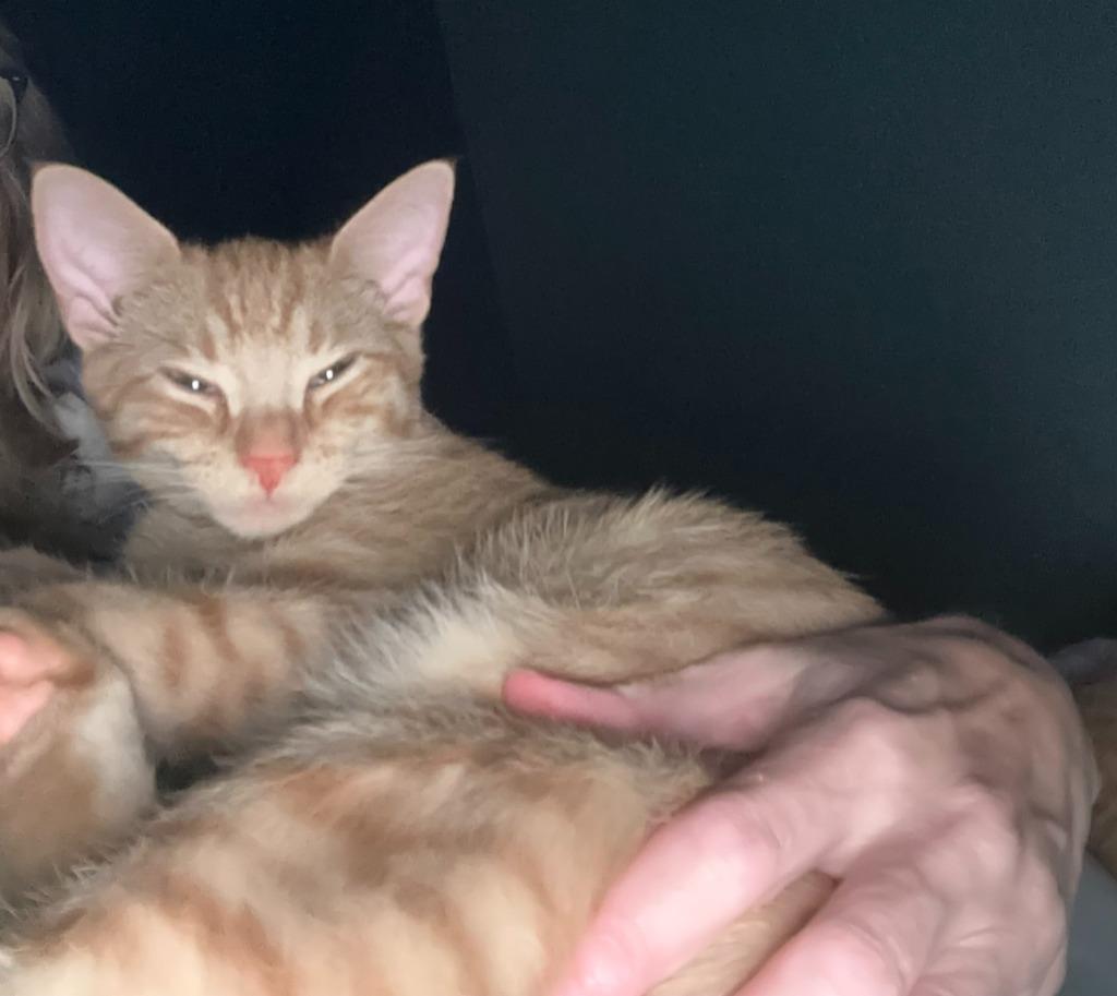 Mystic, Adoptable, Kitten Male Domestic Short Hair.