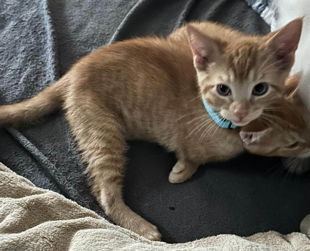 Mystic, a Adoptable mixed breed in Urbandale, IA image 2/3