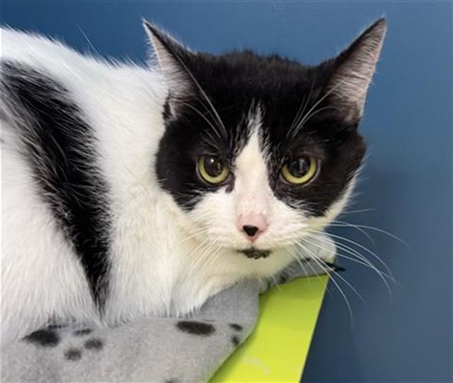 PATCHES, Adoptable, Adult Female Domestic Short Hair.