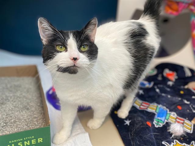PATCHES, Adoptable, Adult Female Domestic Short Hair.