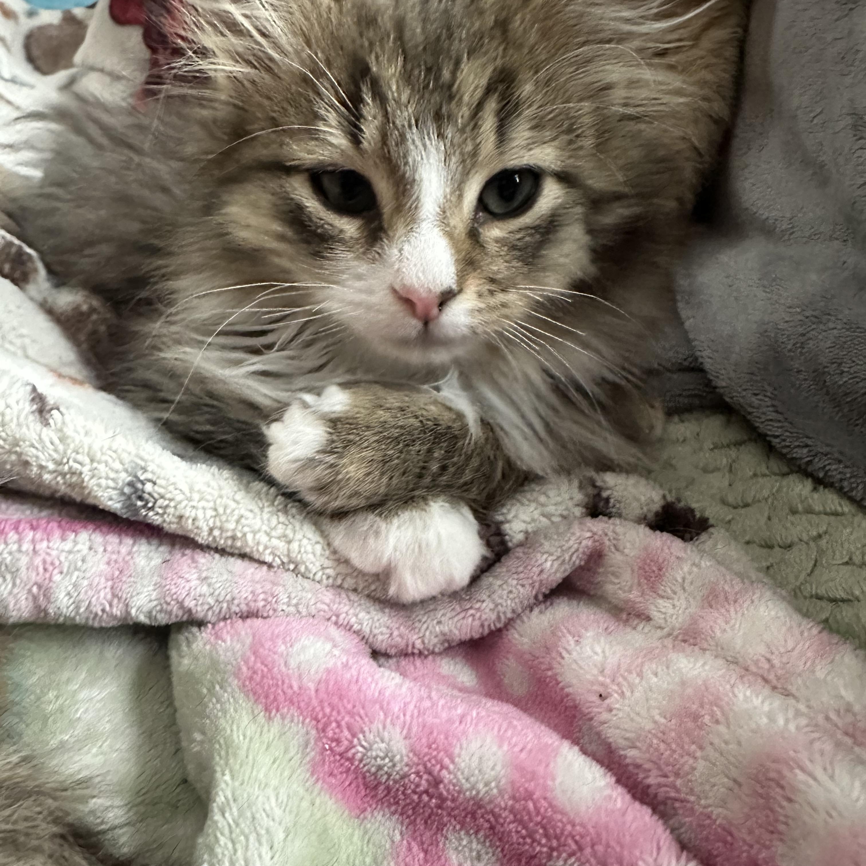 Romeo, adopted, Kitten Male Maine Coon.