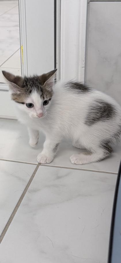 Shakespeare, Adoptable, Kitten Male Domestic Short Hair & Domestic Short Hair.
