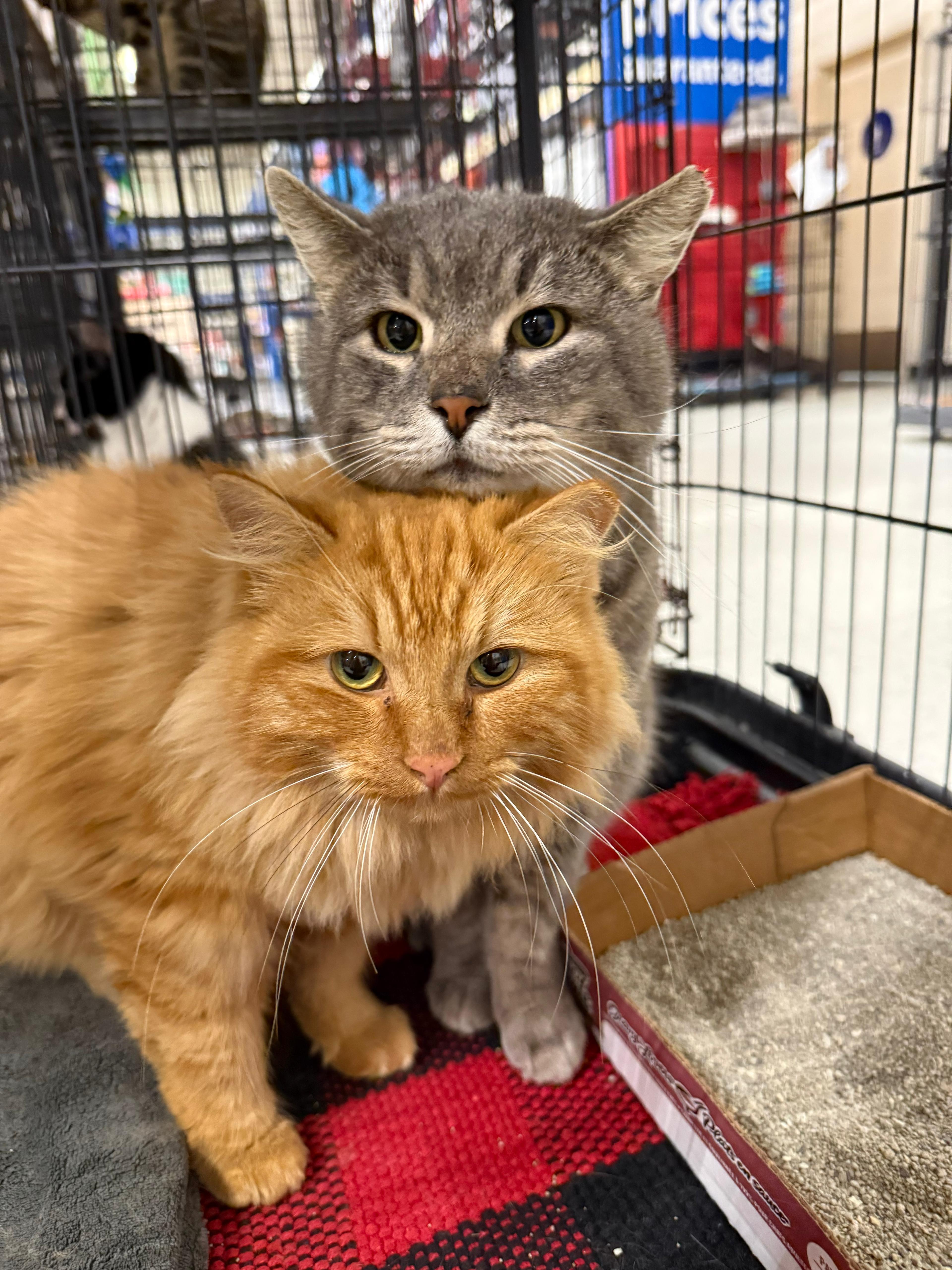 Enlarge Sundance, a ADOPTABLE Tabby in San Juan Capistrano, CA image 4/5
