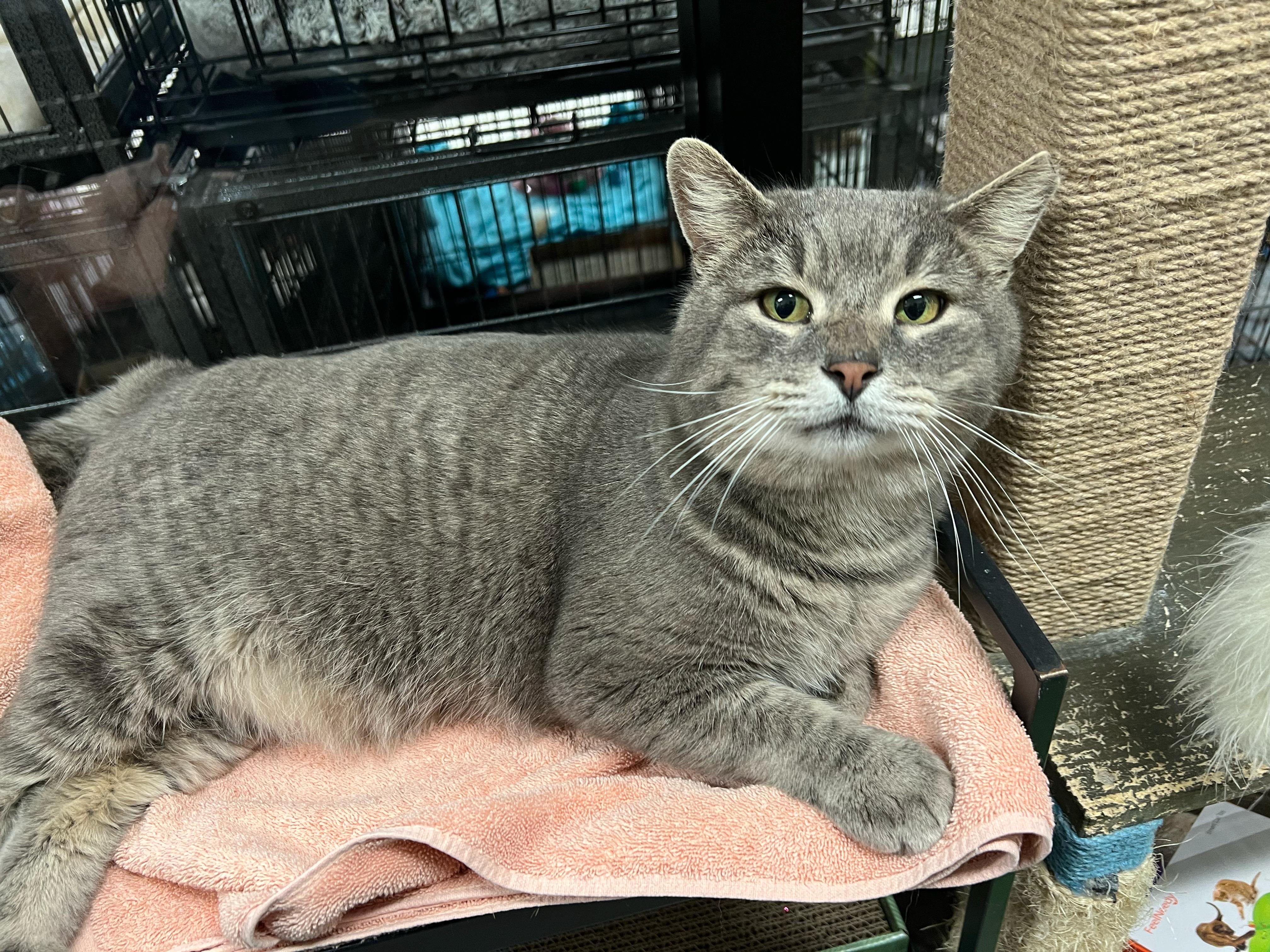 Enlarge Sundance, a ADOPTABLE Tabby in San Juan Capistrano, CA image 2/5