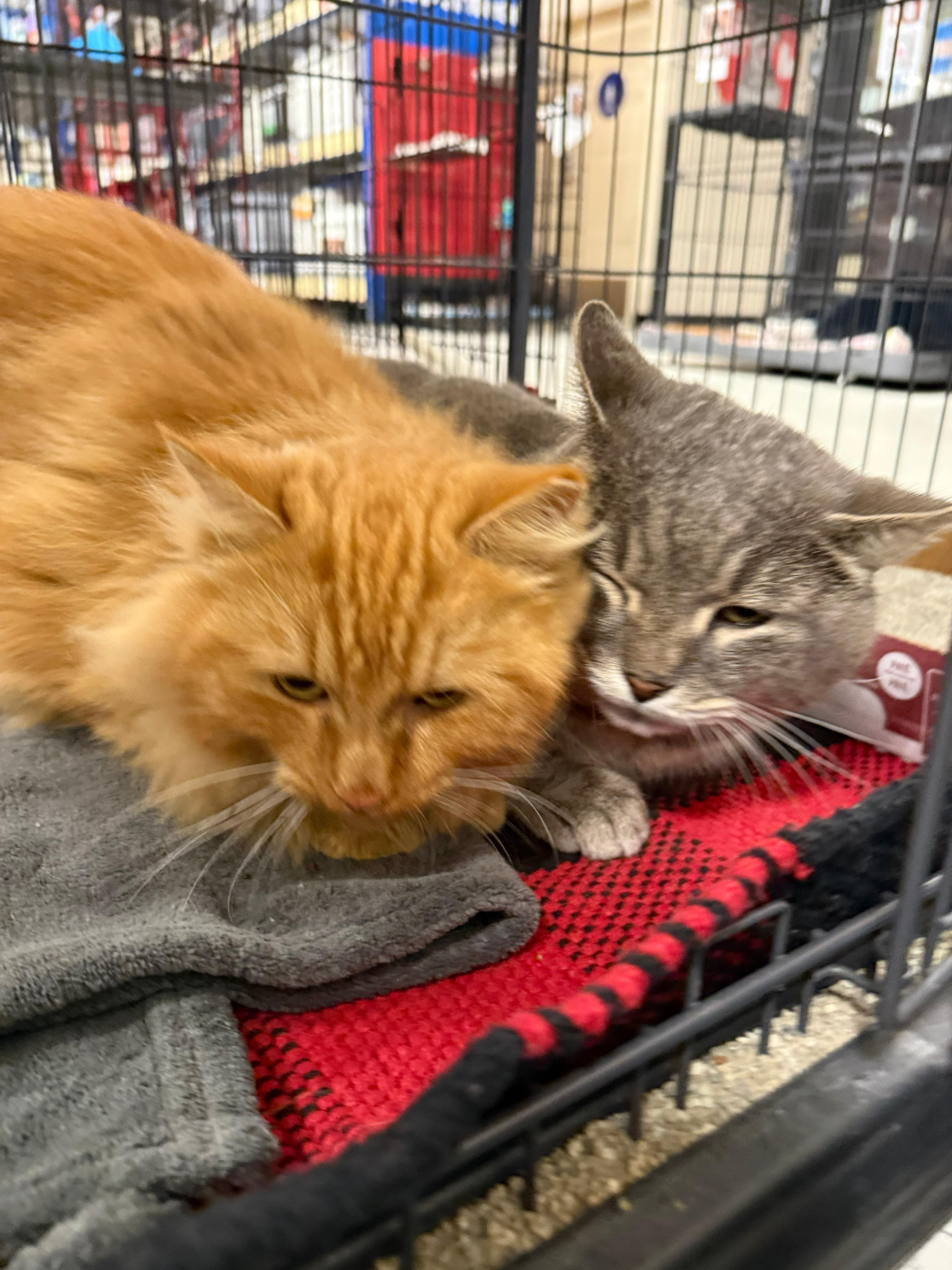 Enlarge Sundance, a ADOPTABLE Tabby in San Juan Capistrano, CA image 5/5