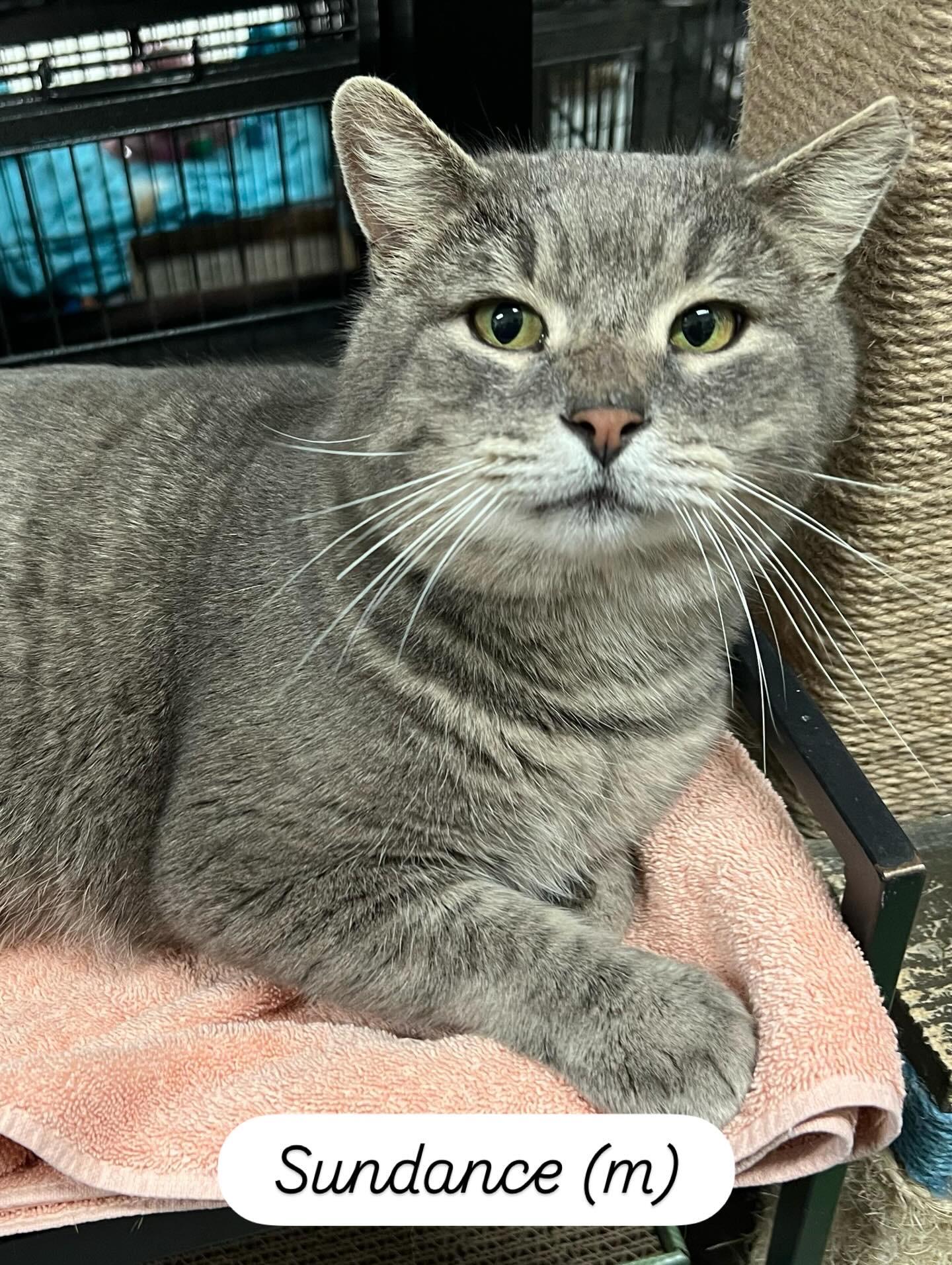 Enlarge Sundance, a ADOPTABLE Tabby in San Juan Capistrano, CA image 1/5