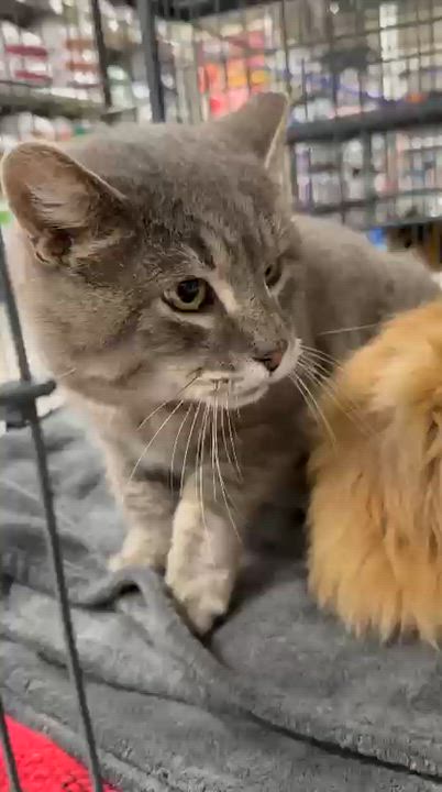 Enlarge Sundance, a ADOPTABLE Tabby in San Juan Capistrano, CA video 3/5