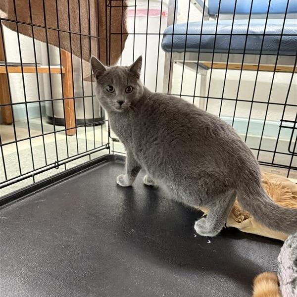 Enlarge Brillow, a Adoptable American Shorthair in Mount Shasta, CA image 1/1