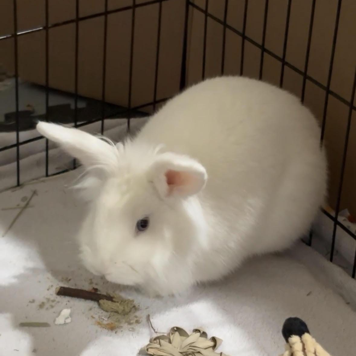 Leia, ADOPTABLE, Adult Female Lionhead.
