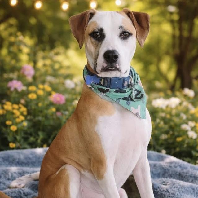 Andre, Adoptable, Young Male Pit Bull Terrier & Boxer.