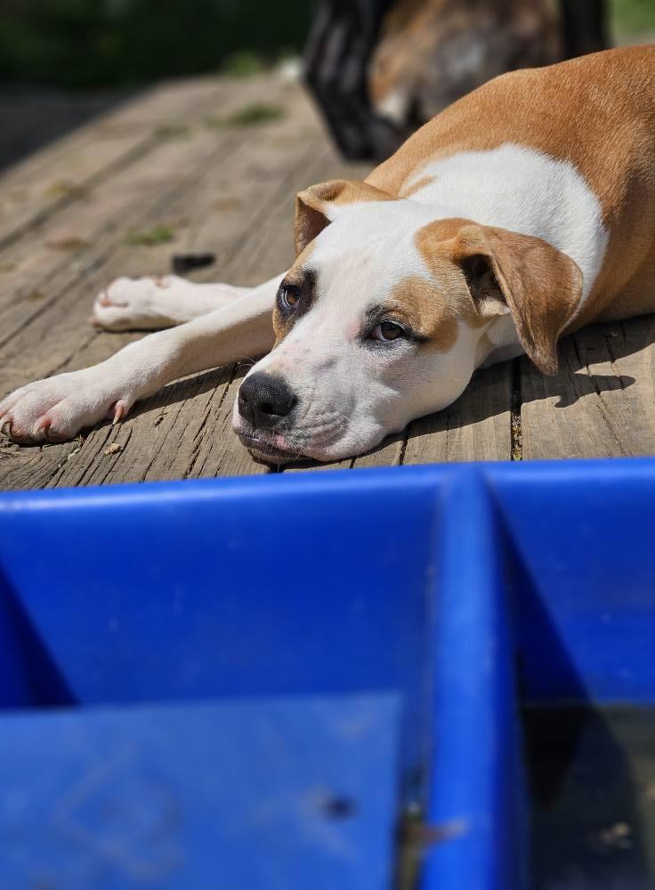 Andre, Adoptable, Young Male Pit Bull Terrier & Boxer.