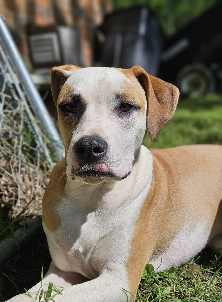 Andre, a Adoptable mixed breed in Broken Arrow, OK image 2/5