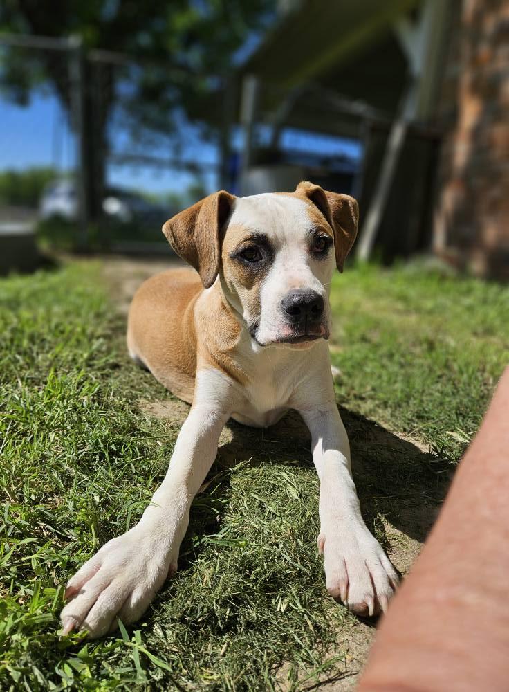 Andre, a Adoptable mixed breed in Broken Arrow, OK image 3/5