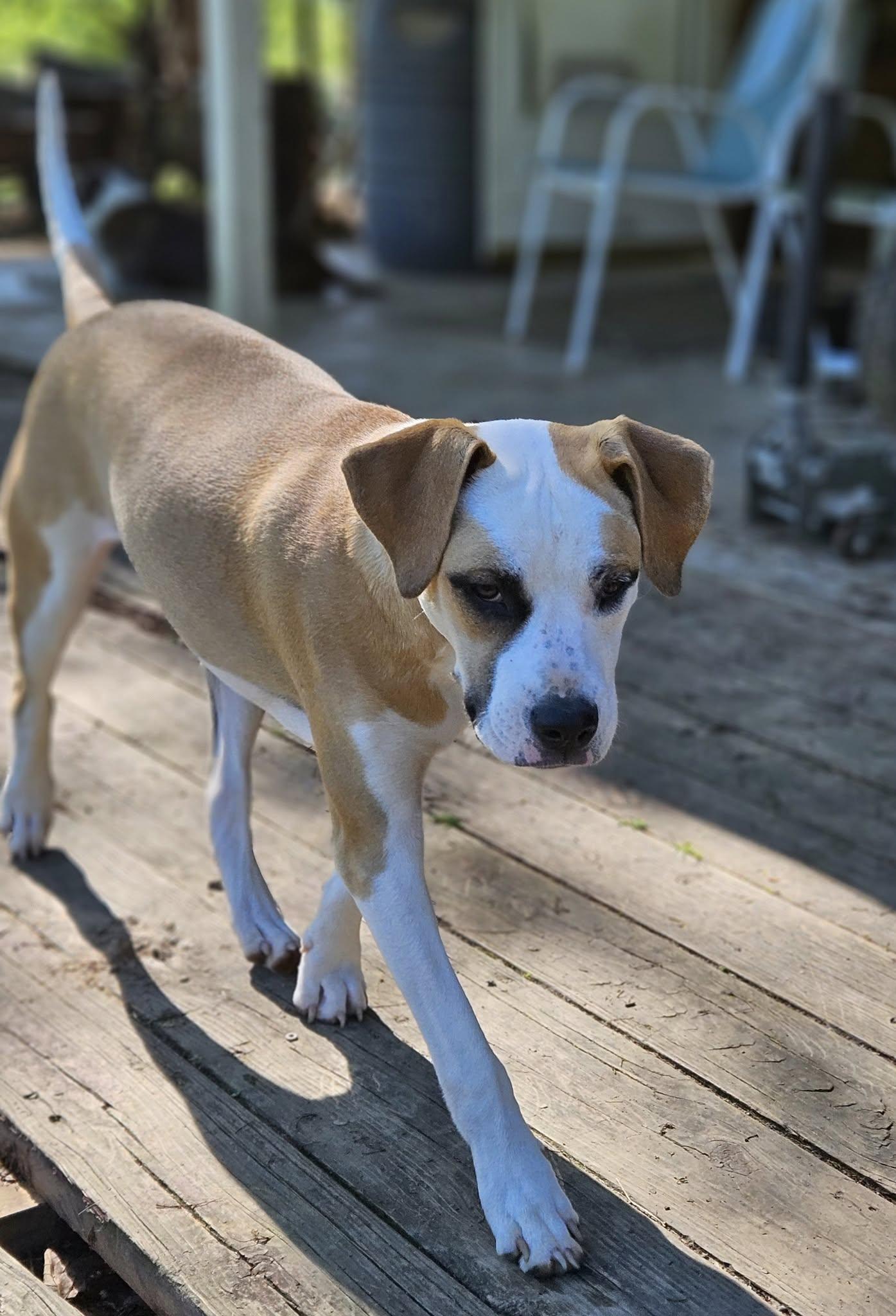 Andre, a Adoptable mixed breed in Broken Arrow, OK image 4/5