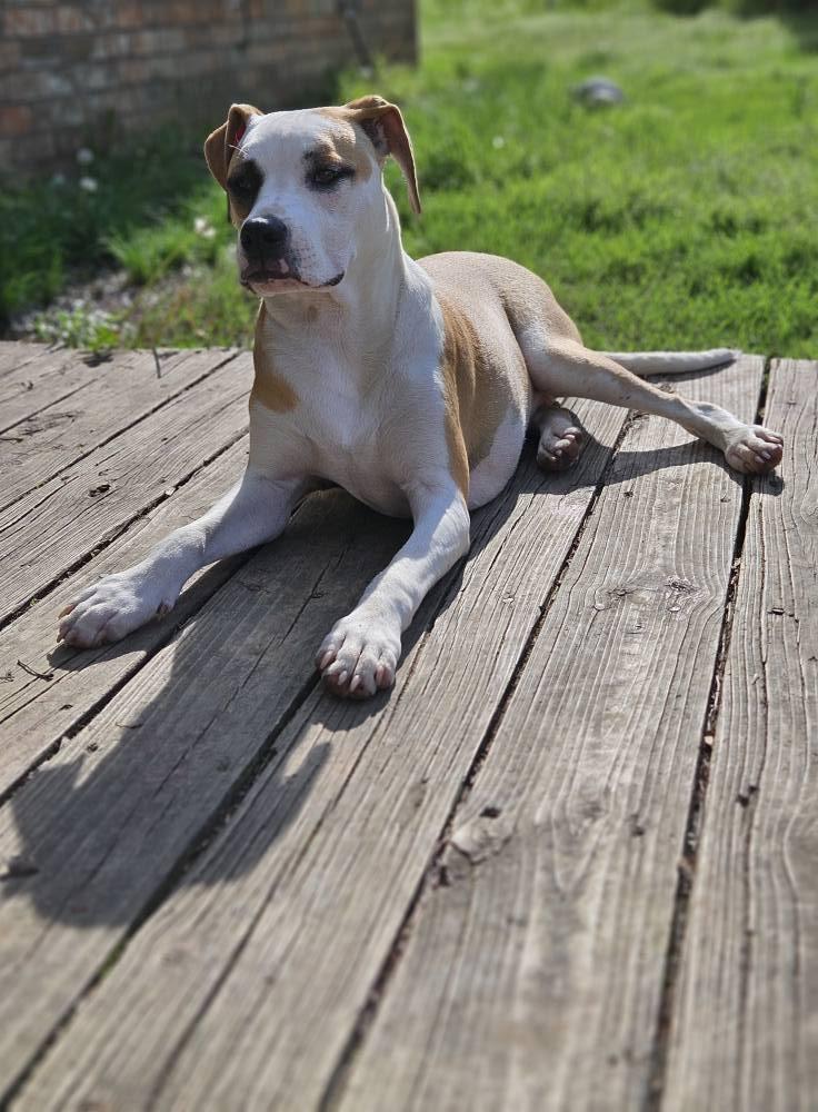 Andre, a Adoptable mixed breed in Broken Arrow, OK image 5/5