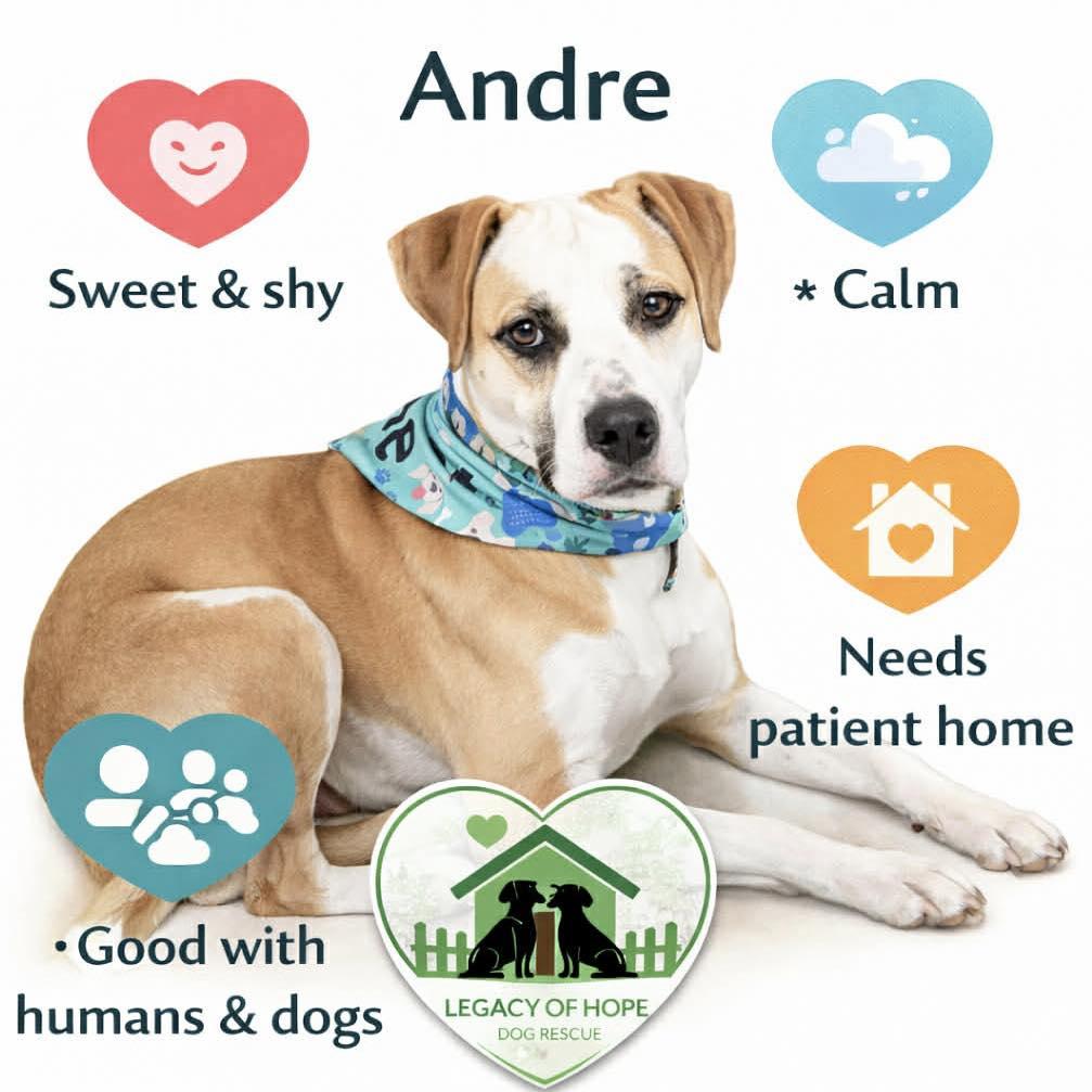 Enlarge Andre, a Adoptable mixed breed in Broken Arrow, OK image 5/5