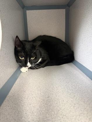 Charlene, Adoptable, Senior Female Domestic Medium Hair & Domestic Short Hair.