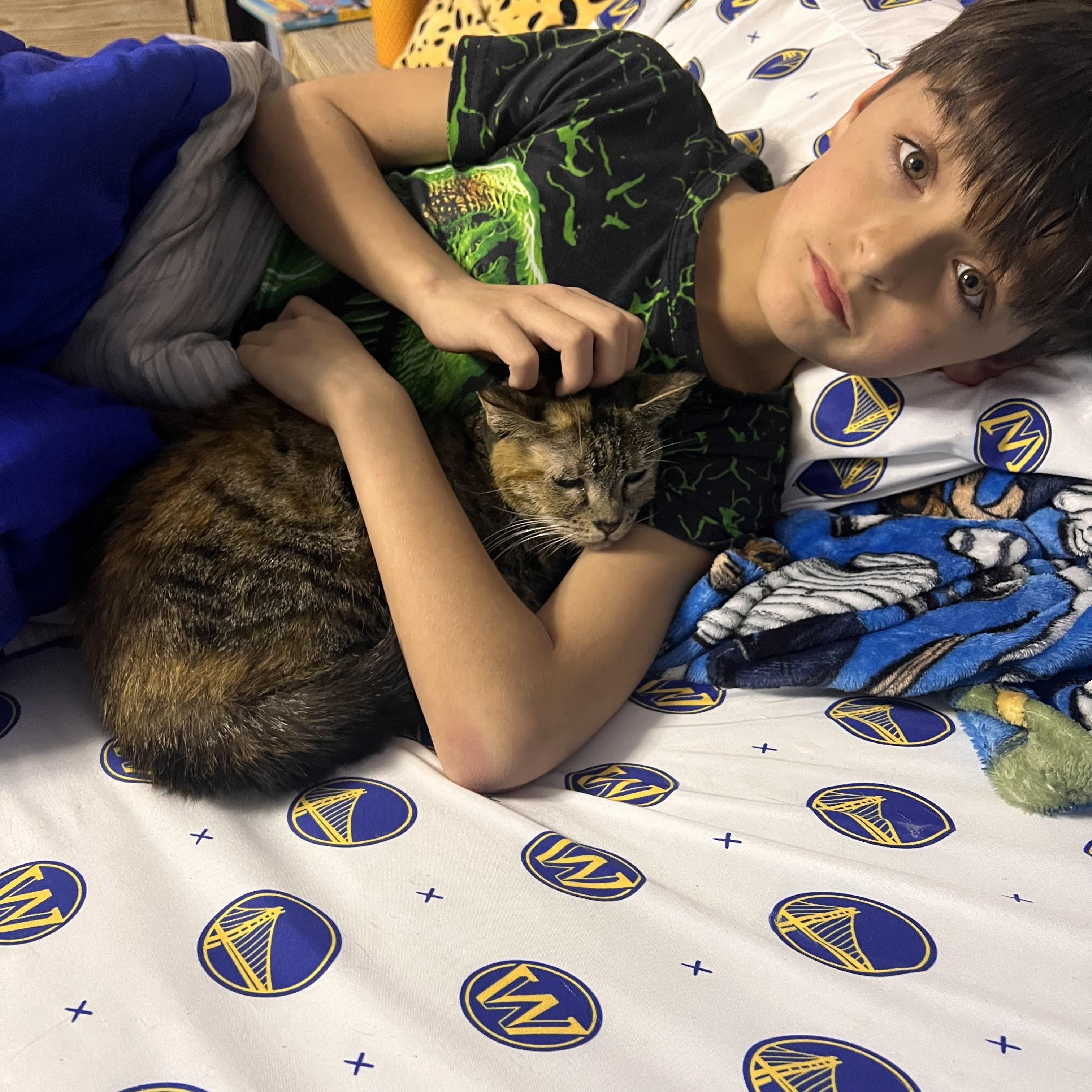 Enlarge Mojito, a Adoptable Tabby in Palisades Park, NJ image 6/6