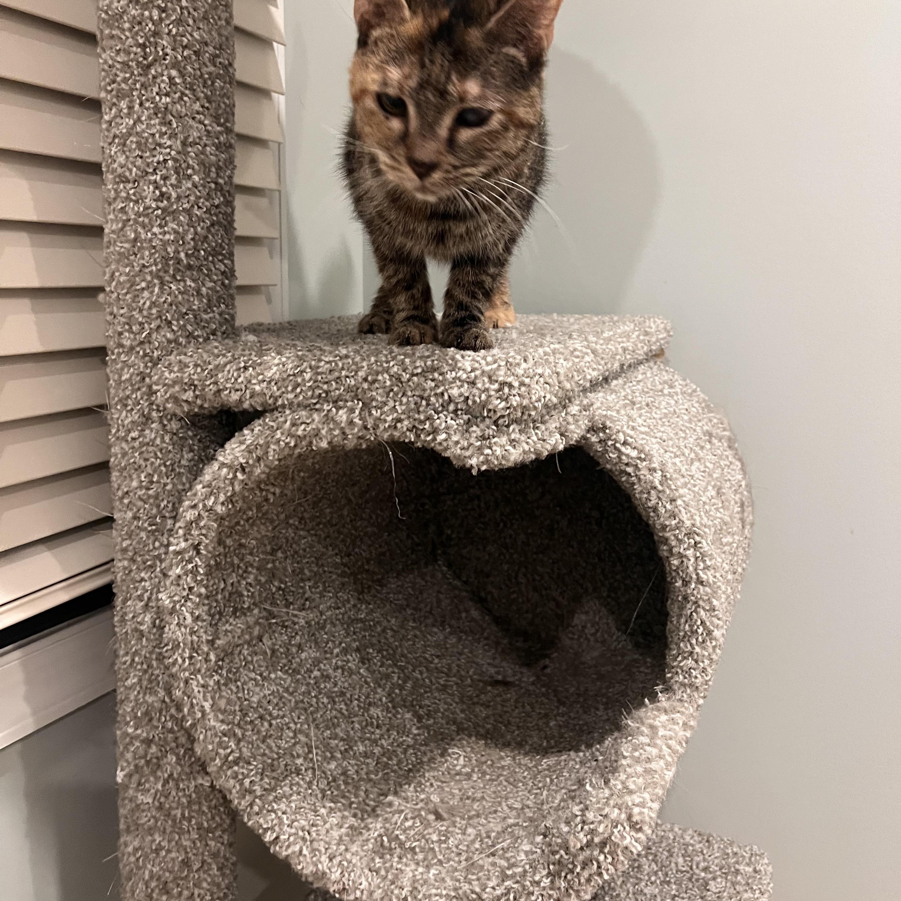 Enlarge Mojito, a Adoptable Tabby in Palisades Park, NJ image 4/6
