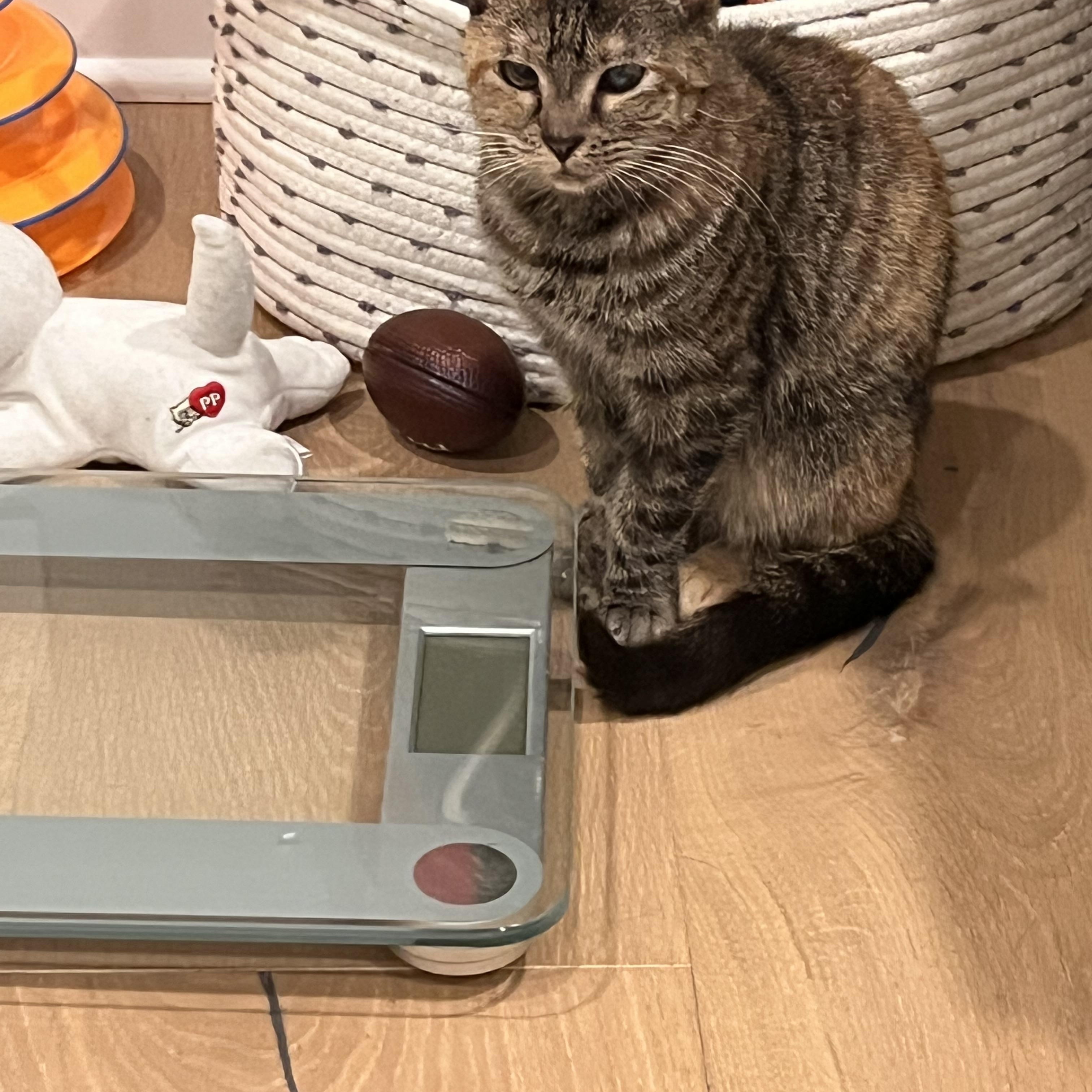 Enlarge Mojito, a Adoptable Tabby in Palisades Park, NJ image 2/6