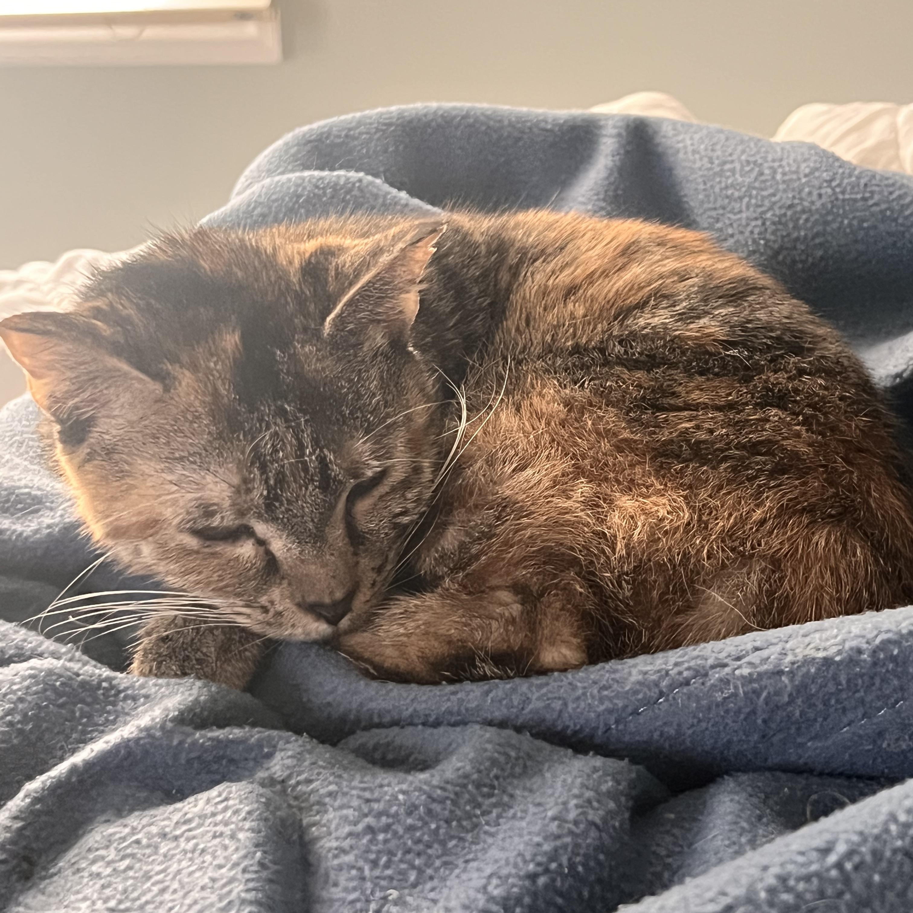 Enlarge Mojito, a Adoptable Tabby in Palisades Park, NJ image 5/6