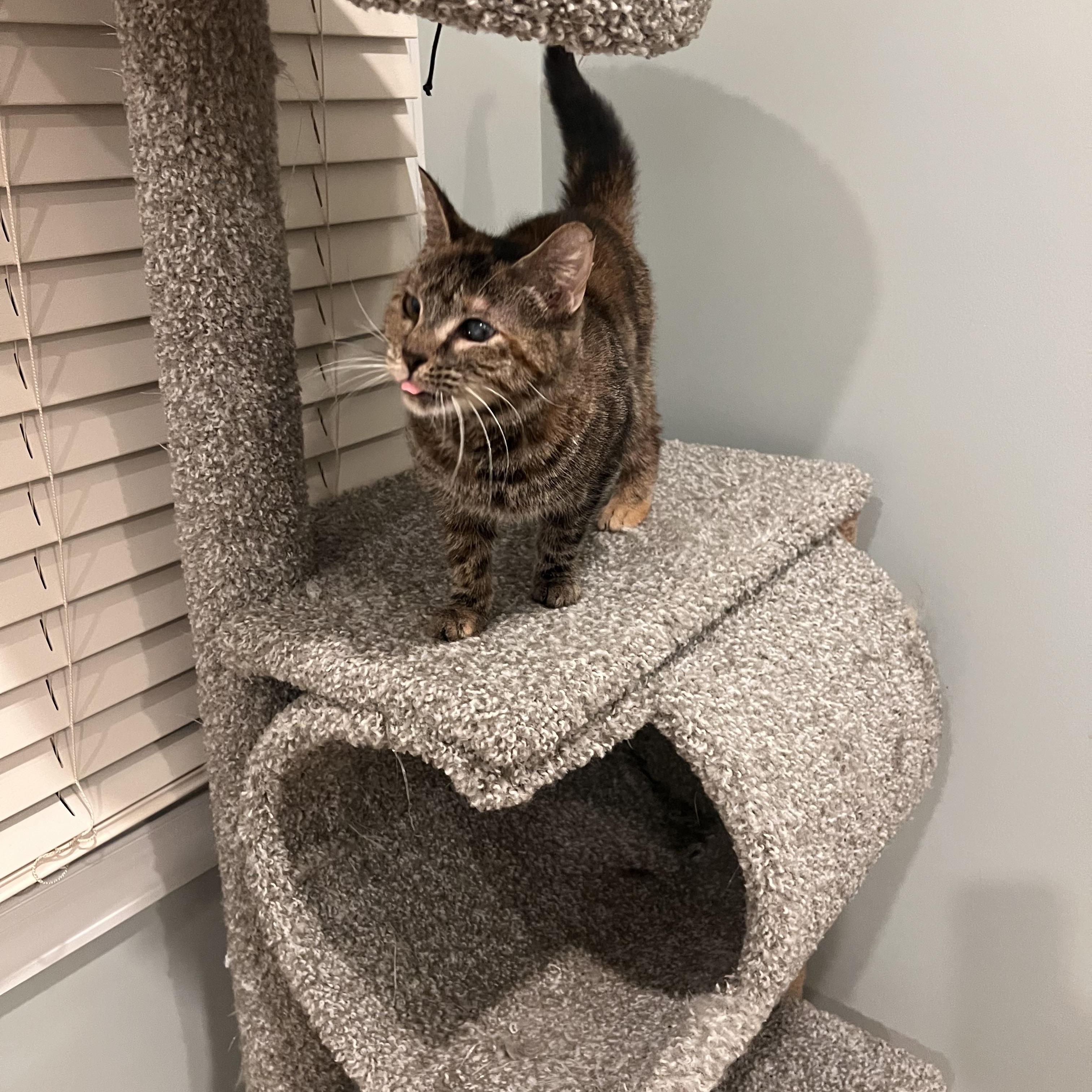 Mojito, Adoptable, Young Female Tabby.