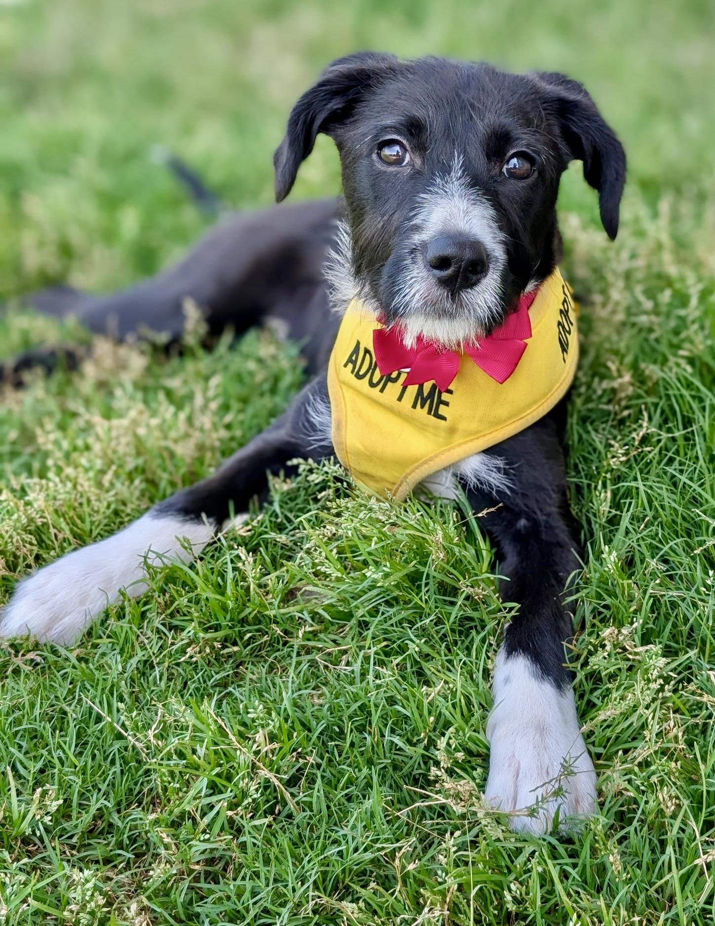 Enlarge Daffodil, a Adopted mixed breed in Hartsville, SC image 1/6