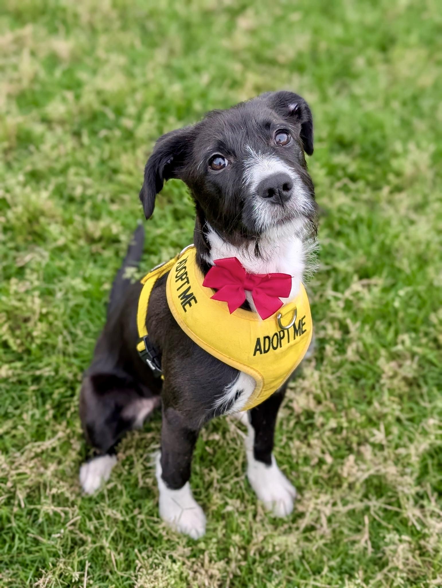 Enlarge Daffodil, a Adopted mixed breed in Hartsville, SC image 2/6