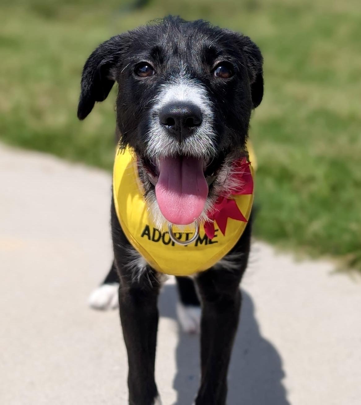 Enlarge Daffodil, a Adopted mixed breed in Hartsville, SC image 3/6