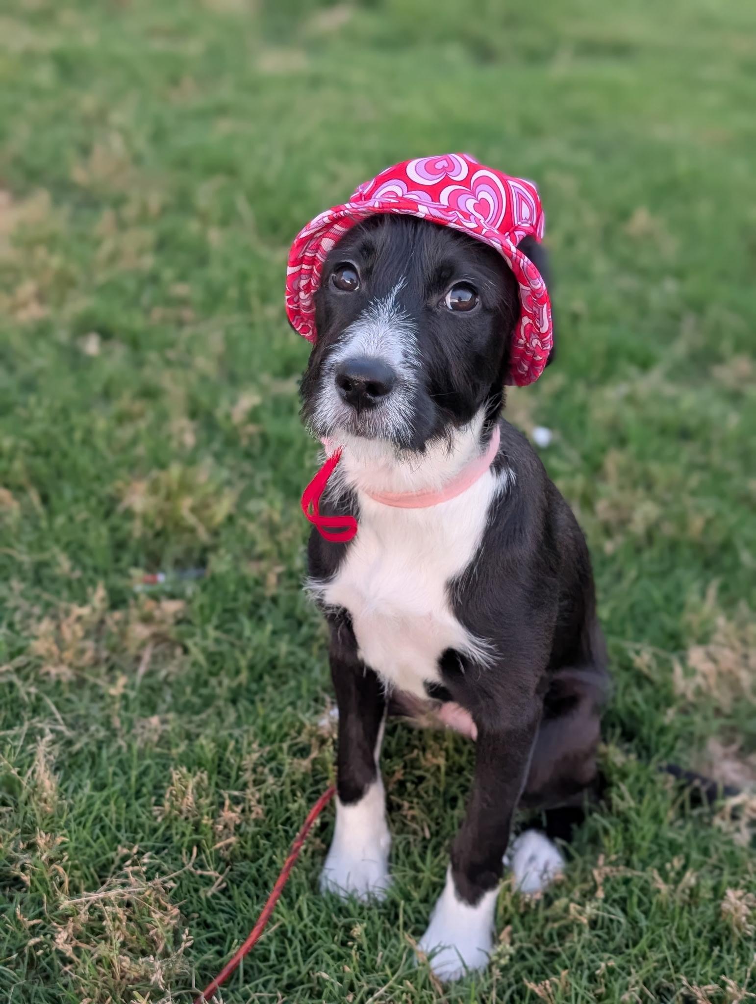 Enlarge Daffodil, a Adopted mixed breed in Hartsville, SC image 4/6