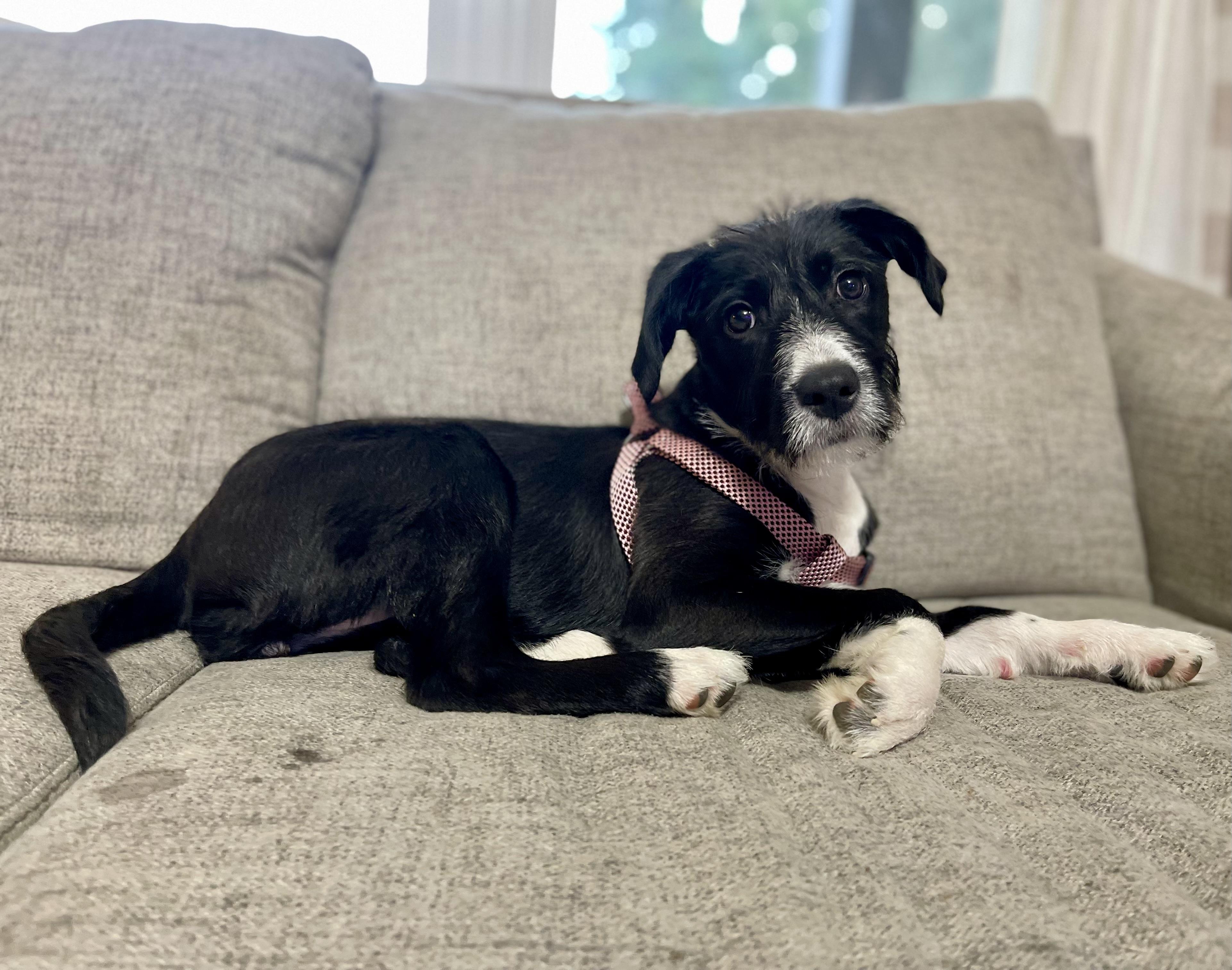 Enlarge Daffodil, a Adopted mixed breed in Hartsville, SC image 5/6