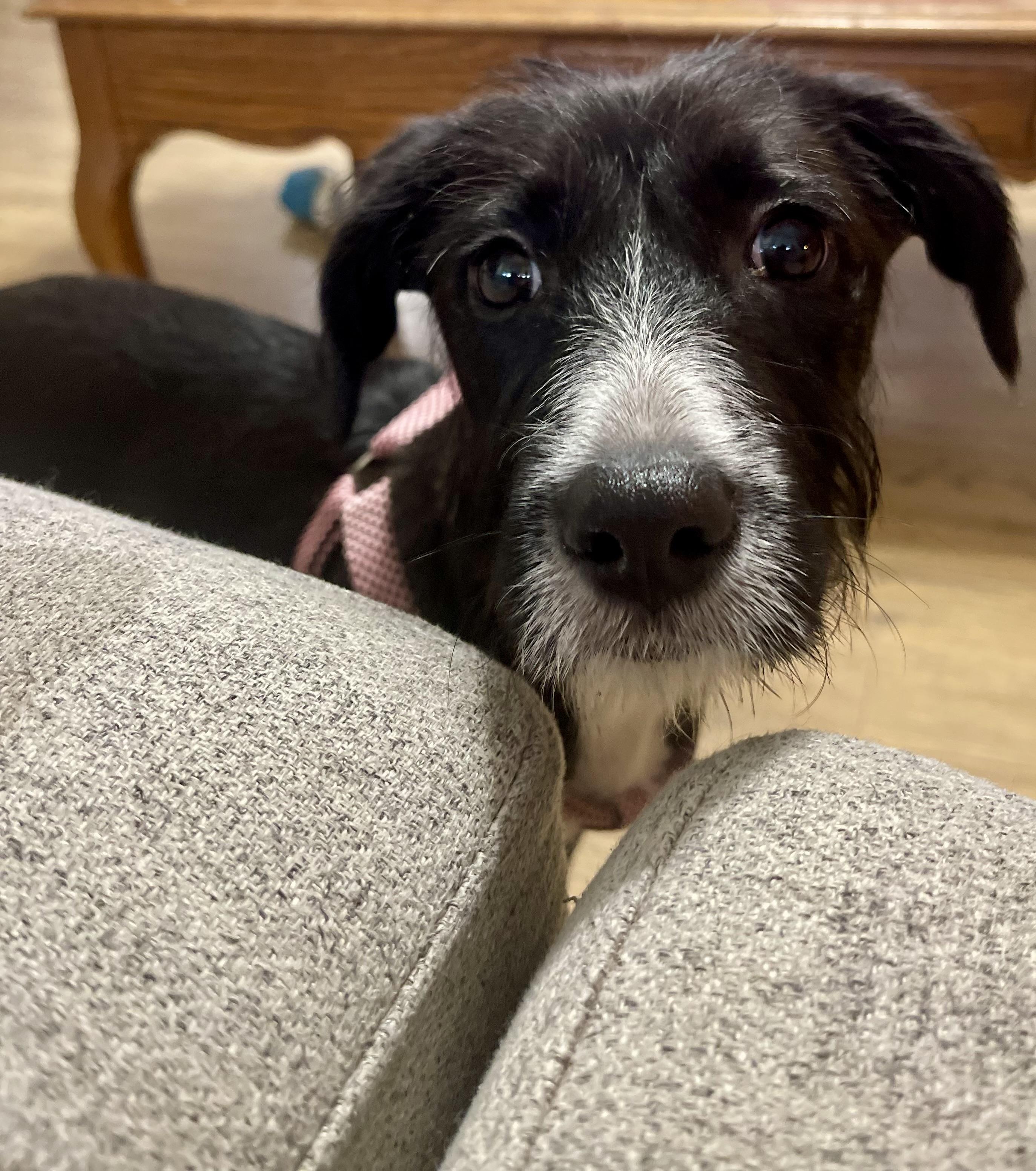 Enlarge Daffodil, a Adopted mixed breed in Hartsville, SC image 6/6