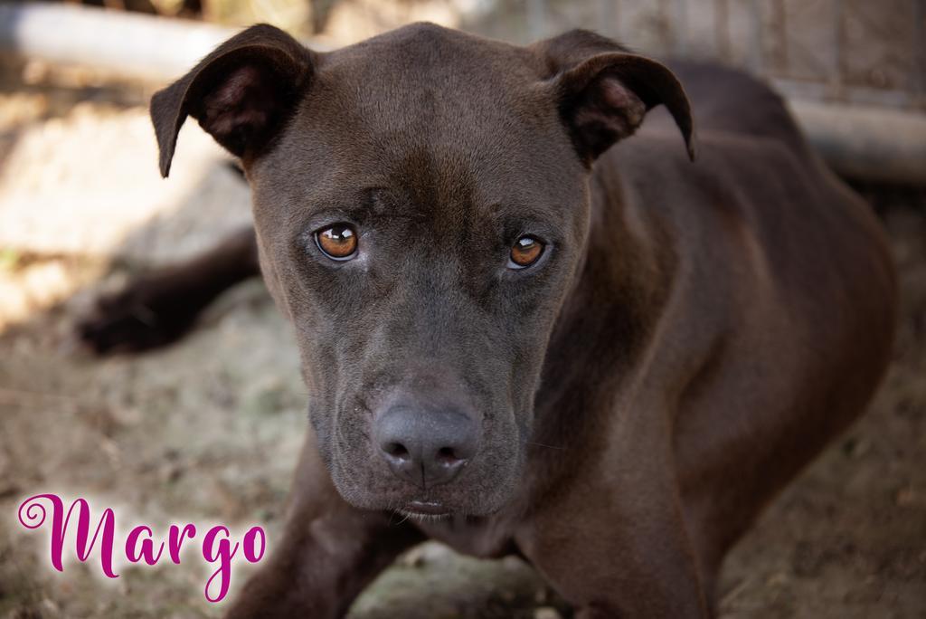 Margo, Adoptable, Adult Female Pit Bull Terrier.