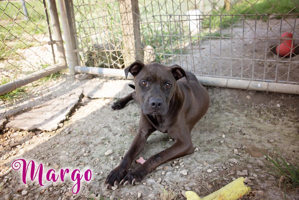 Enlarge Margo, a Adoptable Pit Bull Terrier in Livingston, LA image 3/3