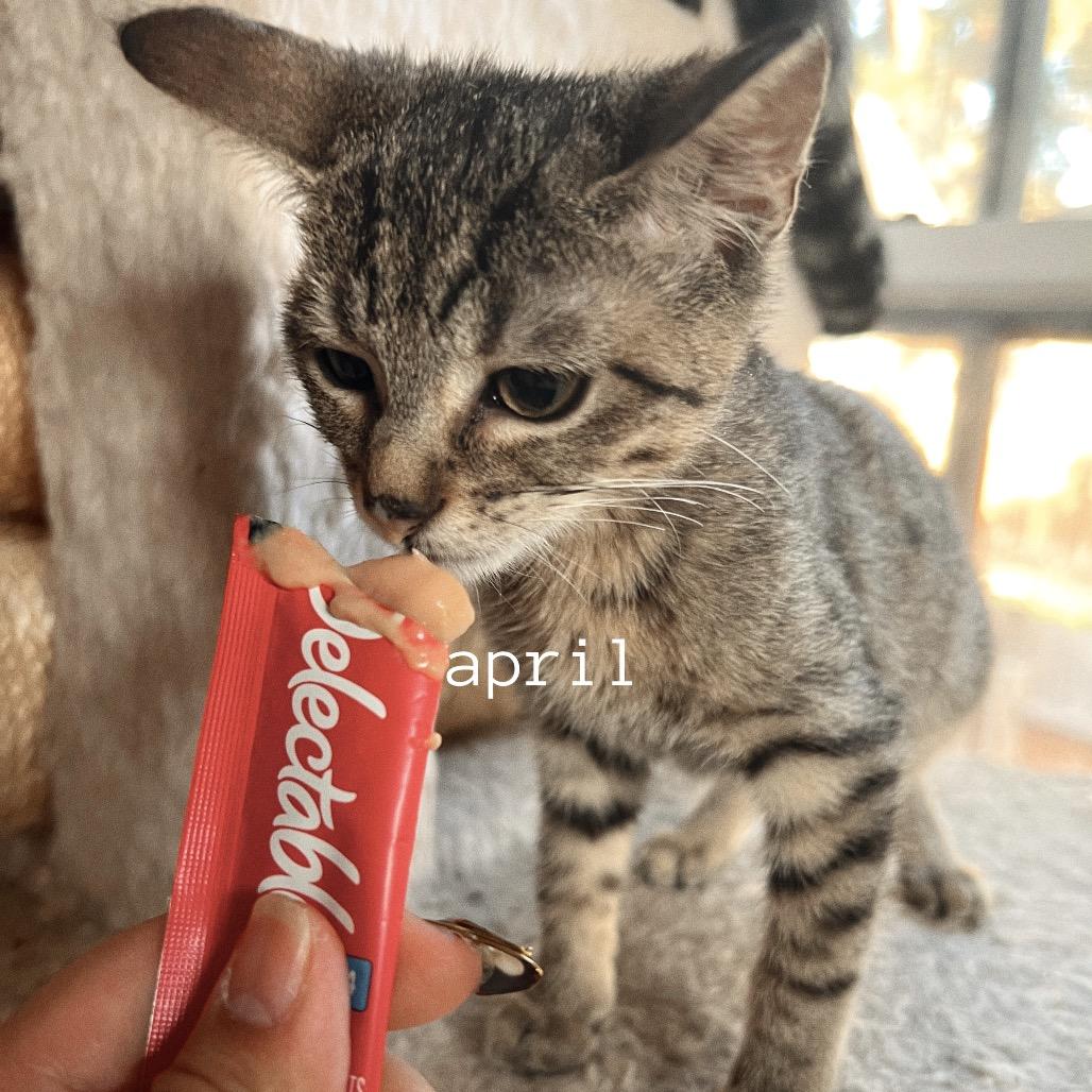 APRIL, a Adoptable Domestic Short Hair in San Antonio, TX image 2/3