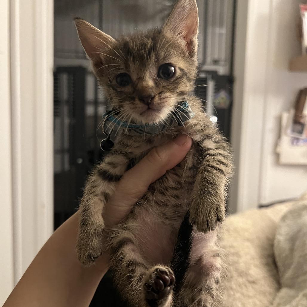 APRIL, a Adoptable Domestic Short Hair in San Antonio, TX image 3/3