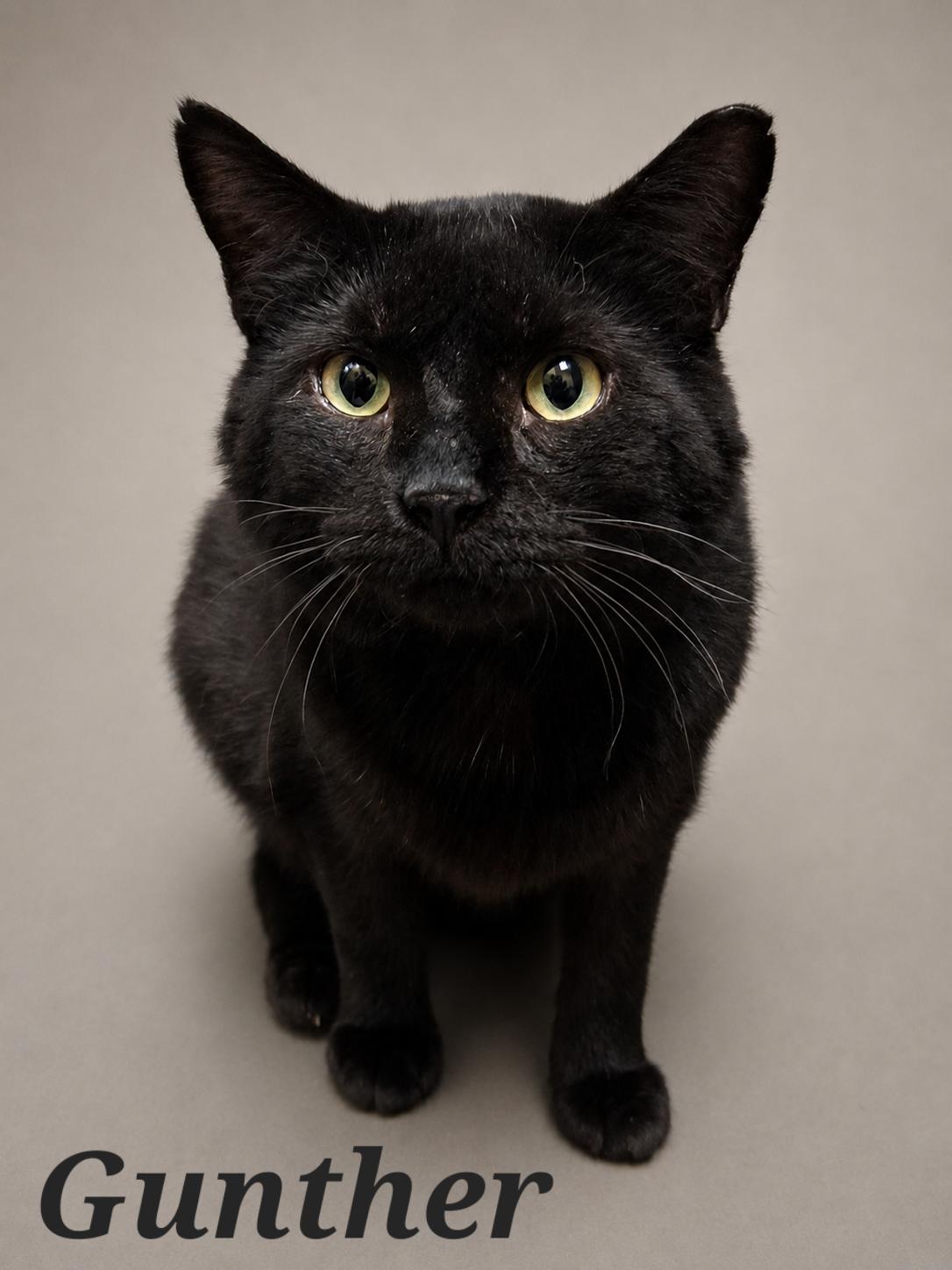 Enlarge Gunther, a Adoptable Domestic Short Hair in Monroeville, PA image 1/3