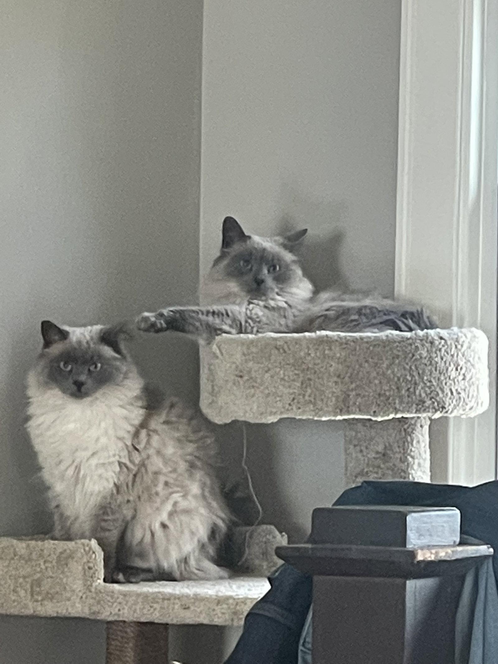Smokey & Bandit: bonded ragdolls, Adopted, Adult Female Ragdoll.