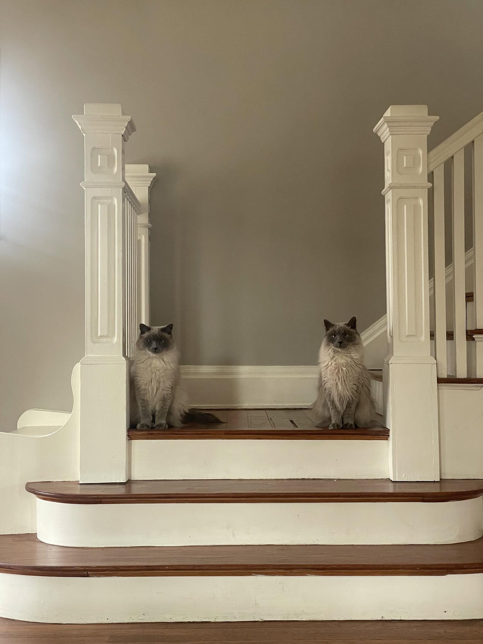 Enlarge Smokey & Bandit: bonded ragdolls, a Adopted Ragdoll in Broomall, PA image 3/3
