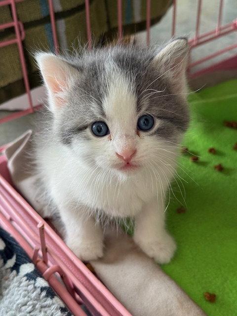 Enlarge Samson (Available 5/29/26), a Adoptable Domestic Short Hair in Williamsburg, IA image 2/3